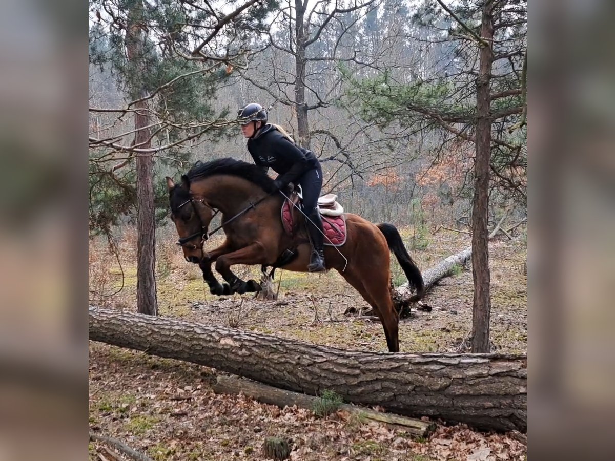 Polish Warmblood Gelding 4 years 15,2 hh Brown in Forst