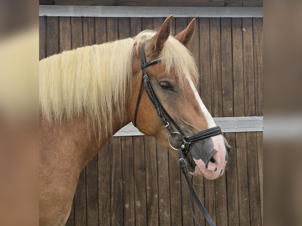 Polish Warmblood Mix Gelding 4 years 15,2 hh Chestnut-Red in Mülheim an der Ruhr