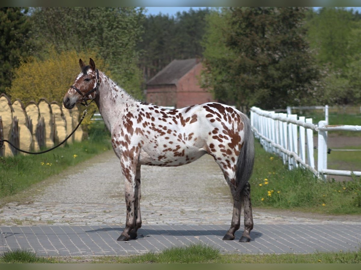 Polish Warmblood Gelding 4 years 16 hh Leopard-Piebald in Lussat