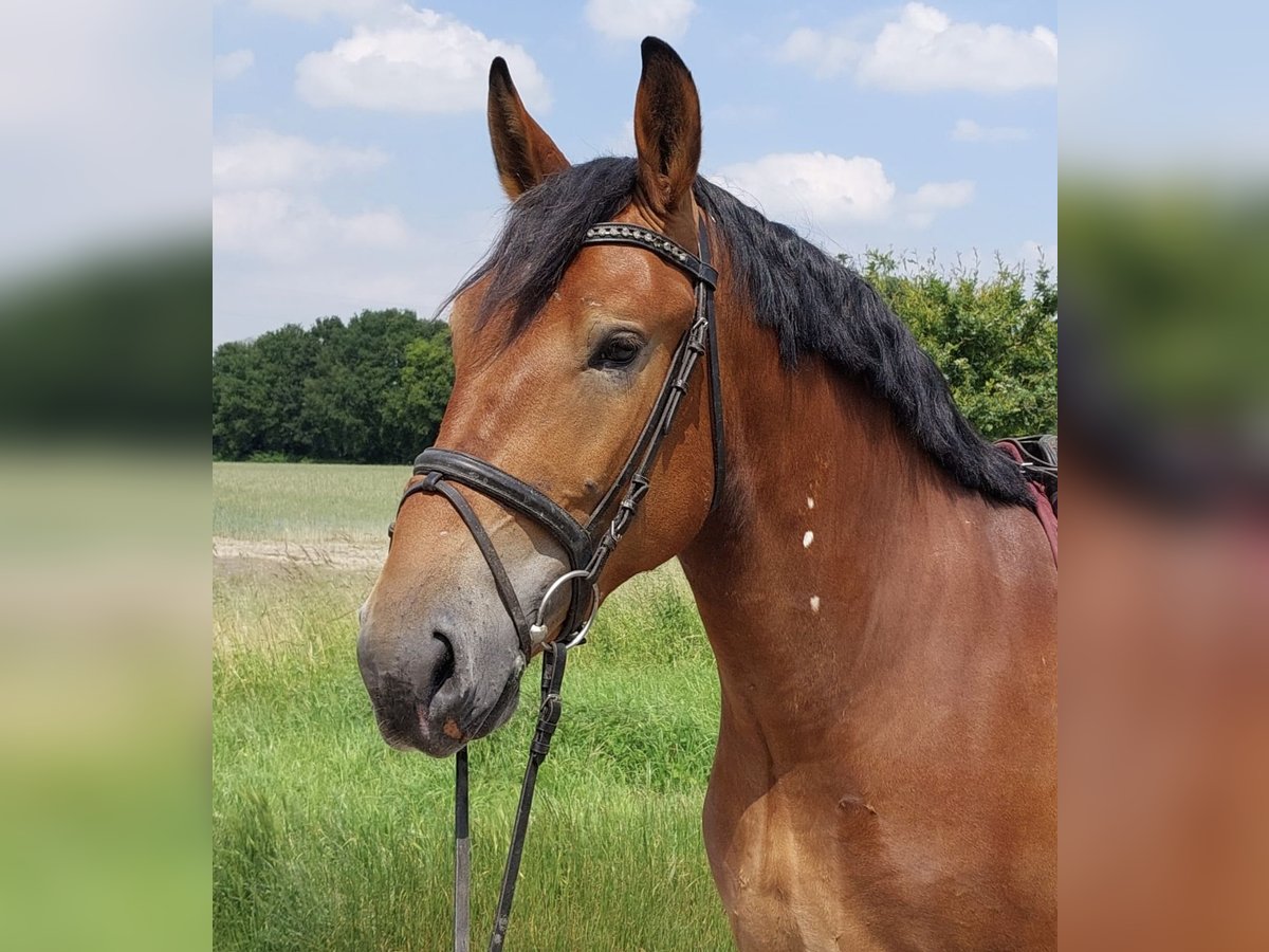 Polish Warmblood Gelding 4 years 16,1 hh Brown in Enger