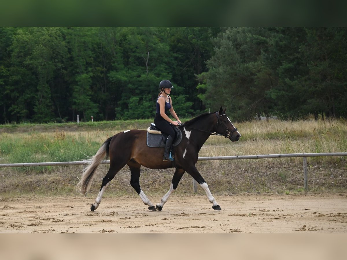 Polish Warmblood Gelding 4 years 16,2 hh Pinto in Santok