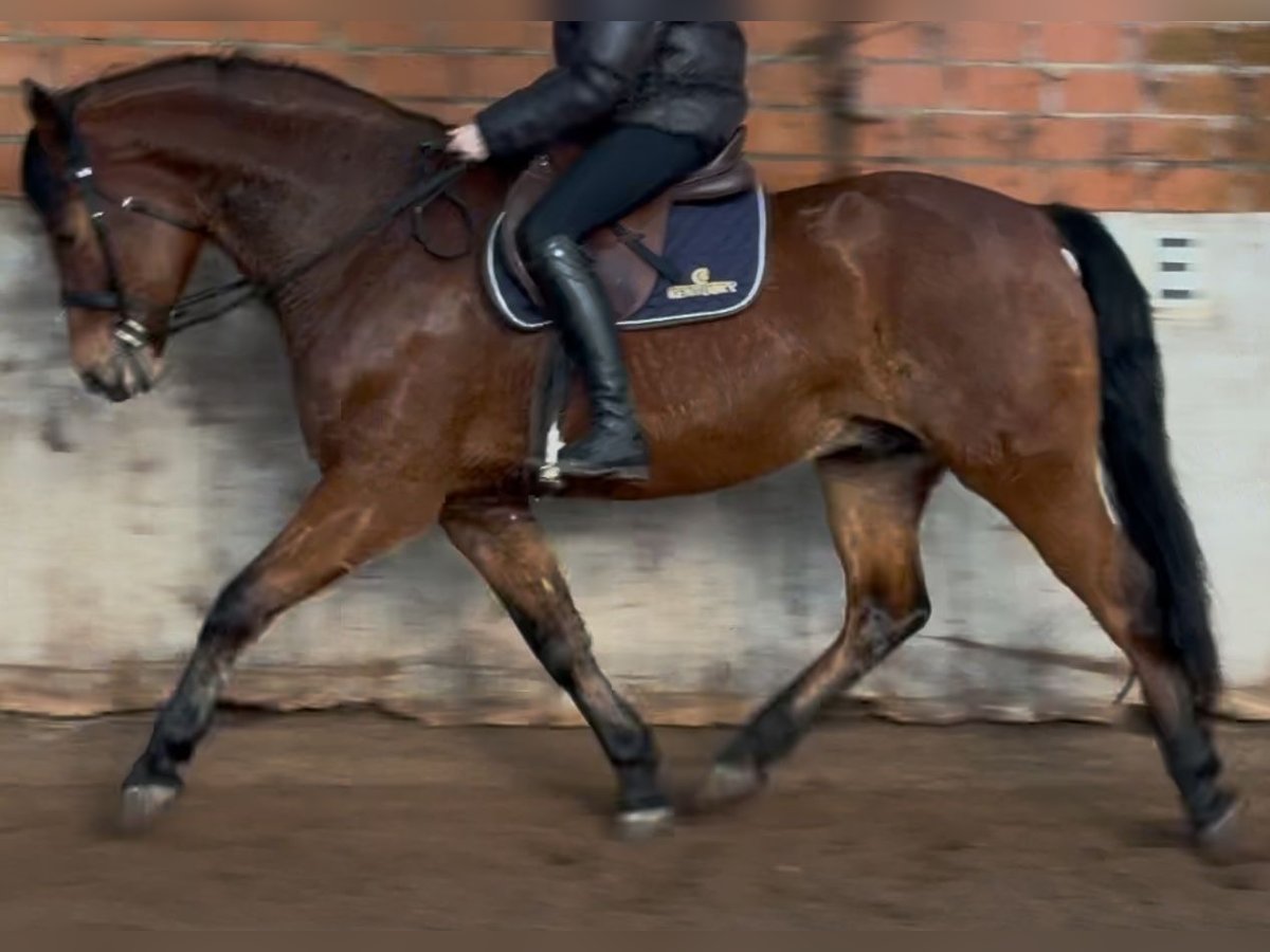 Polish Warmblood Gelding 5 years 15,2 hh Brown in Leer (Ostfriesland)