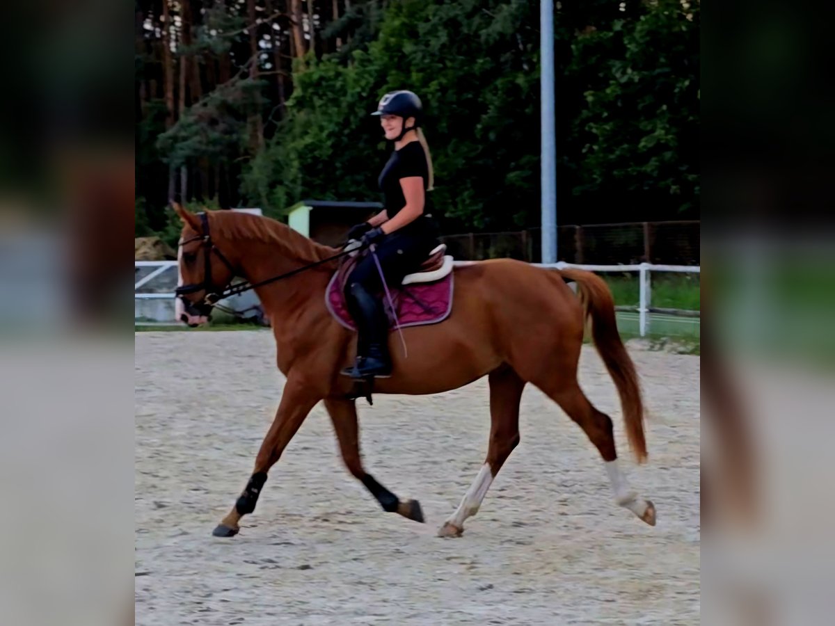 Polish Warmblood Gelding 5 years 16 hh Chestnut-Red in Forst