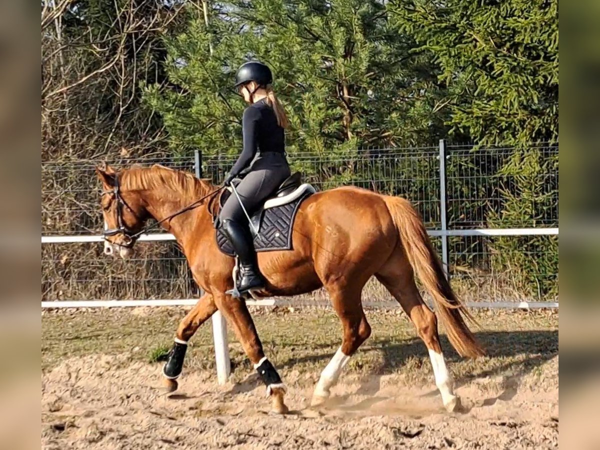 Polish Warmblood Gelding 5 years 16 hh Chestnut-Red in Forst