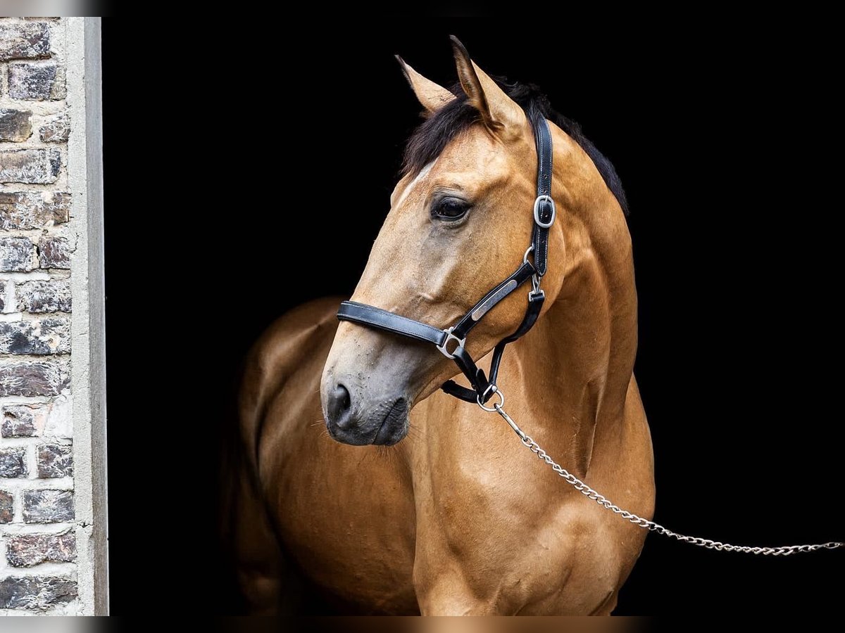 Polish Warmblood Gelding 5 years 17 hh Buckskin in Planebruch