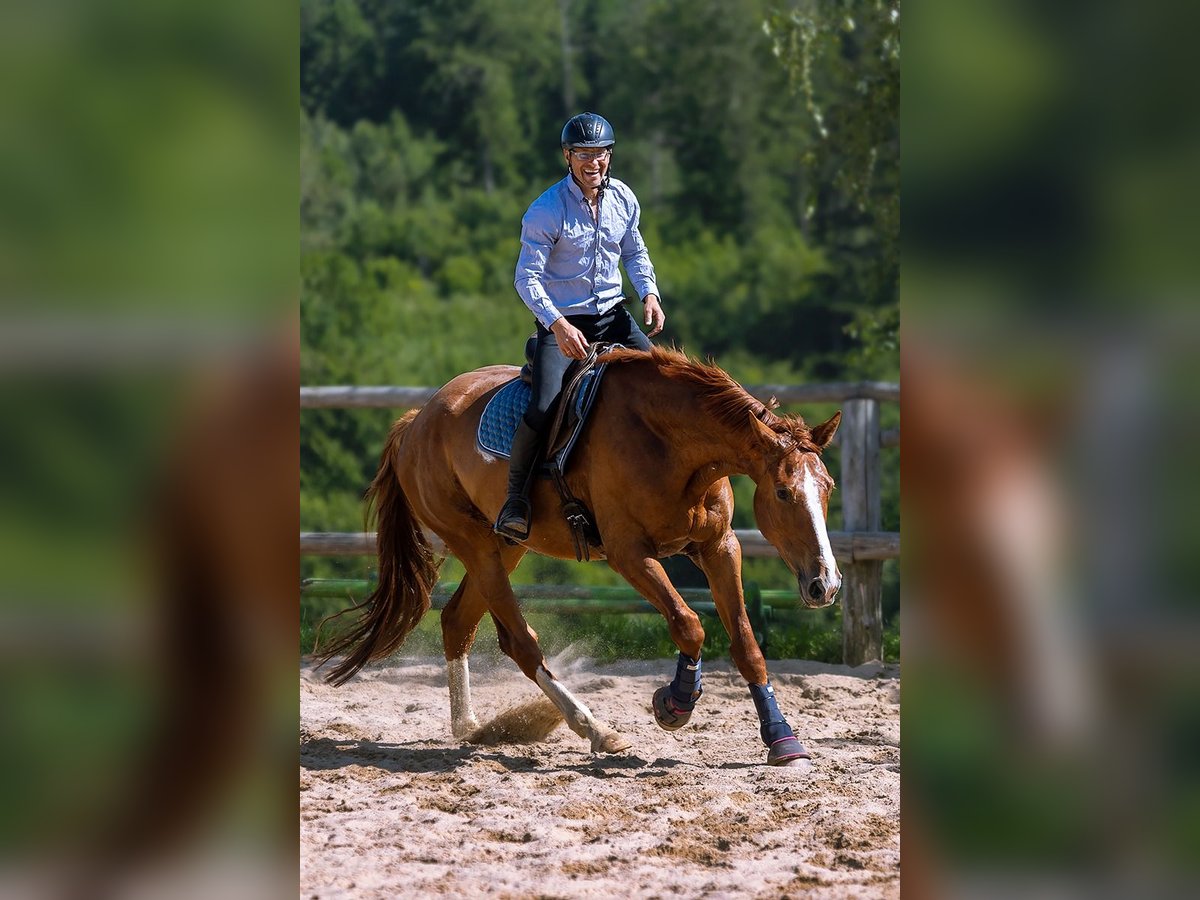 Polish Warmblood Gelding 5 years 17 hh Chestnut-Red in Lutomia G&#xF3;rna
