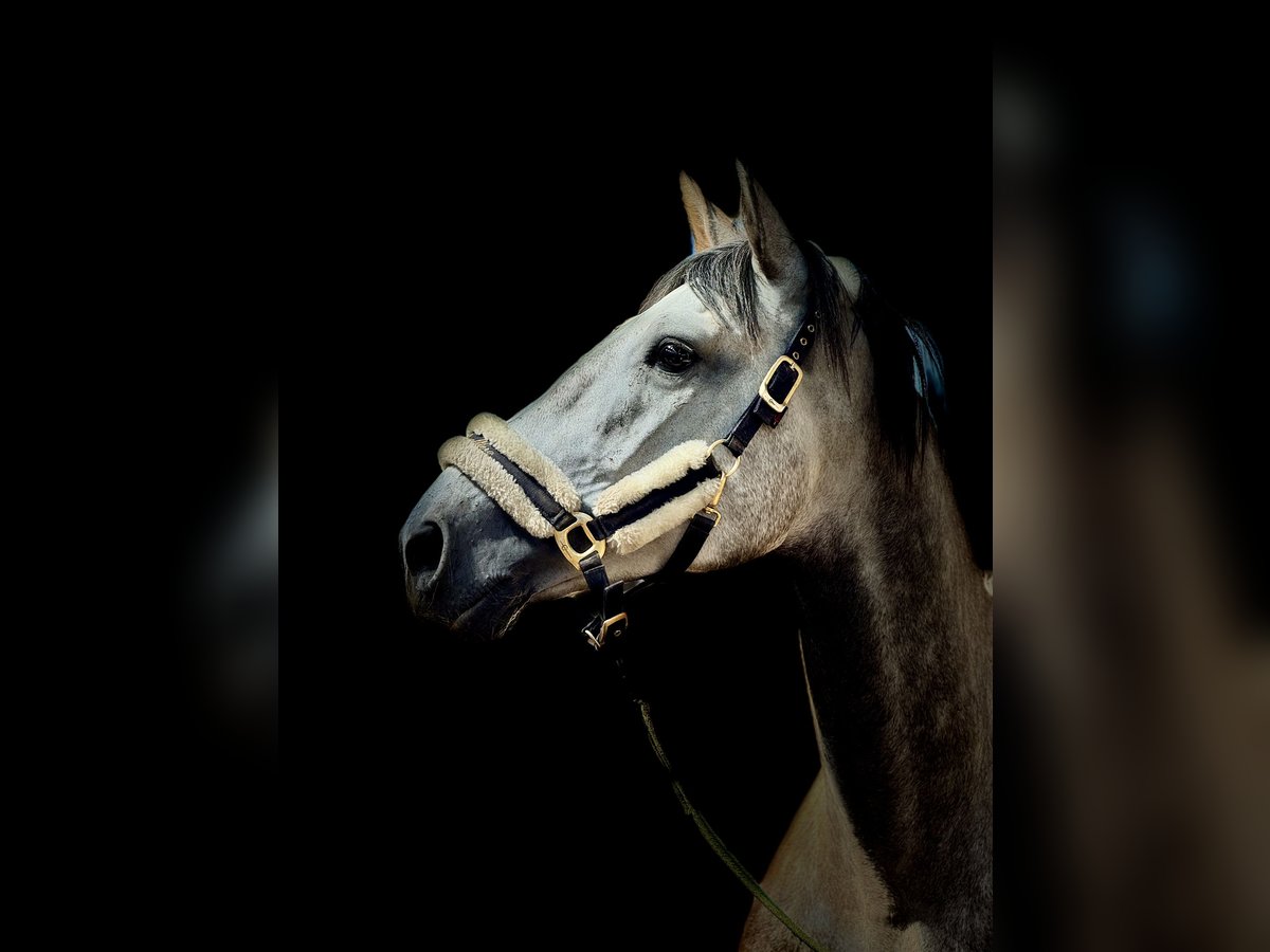 Polish Warmblood Gelding 6 years 16,2 hh Gray in Zagórów