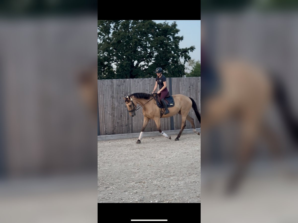 Polish Warmblood Gelding 6 years 16,2 hh Buckskin in Planebruch