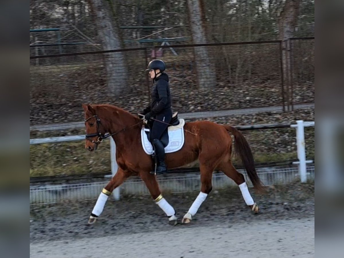 Polish Warmblood Gelding 7 years 15,3 hh Chestnut-Red in Forst