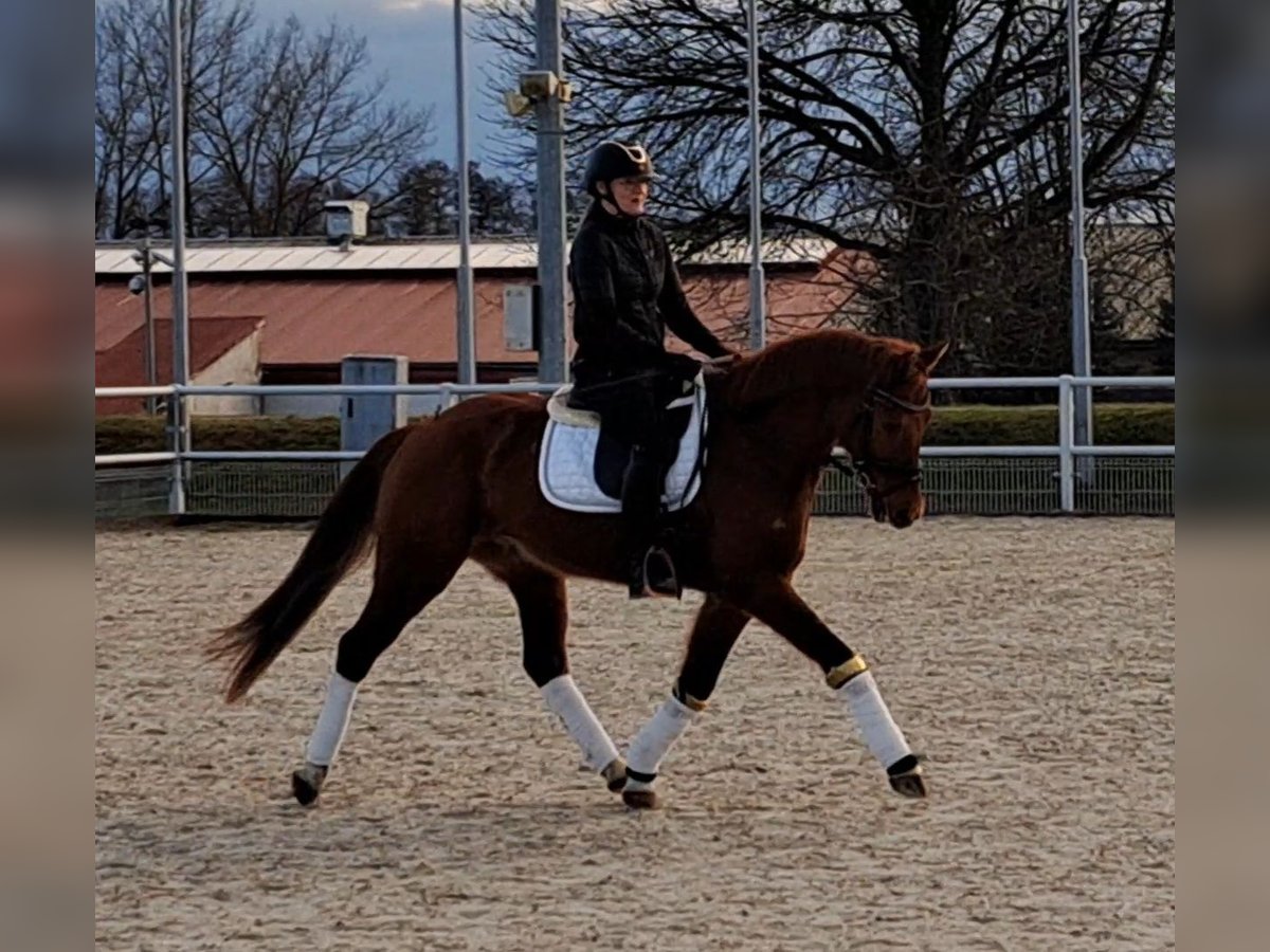 Polish Warmblood Gelding 7 years 15,3 hh Chestnut-Red in Forst