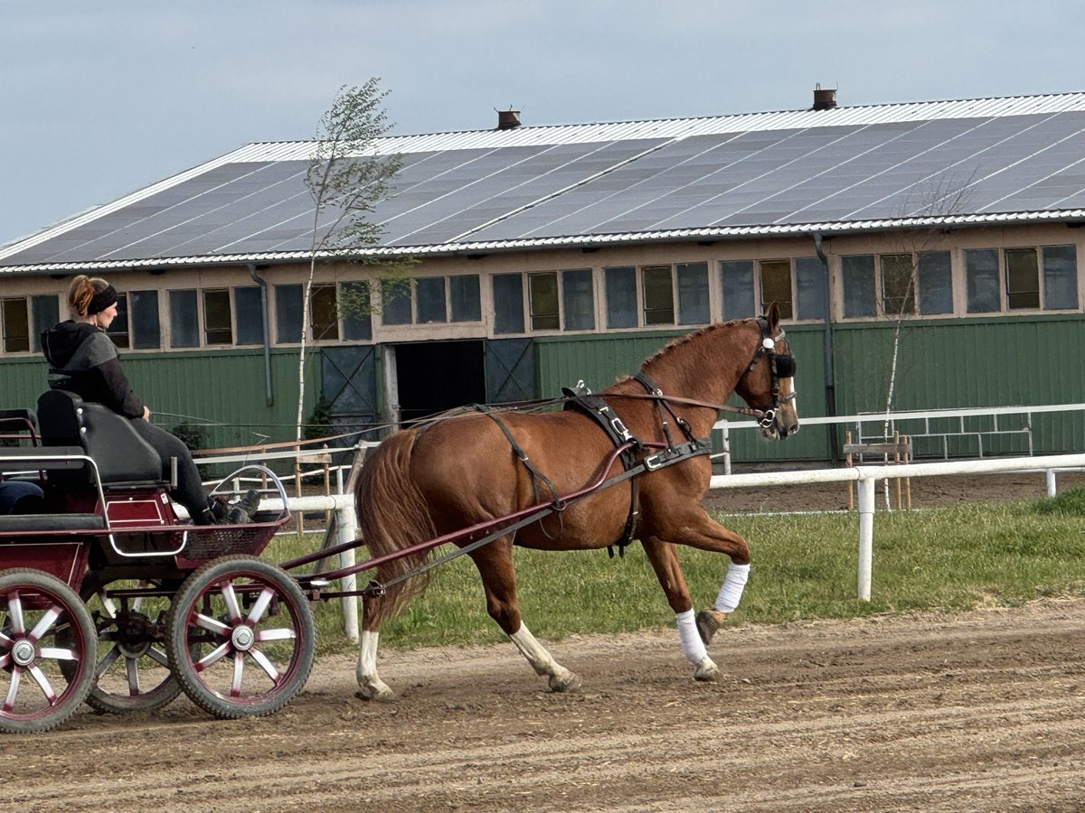 Polish Warmblood Gelding 7 years 16,1 hh Chestnut-Red in Ganschow