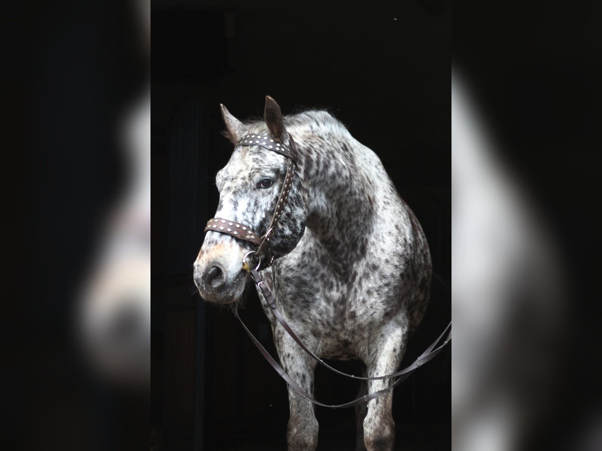 Polish Warmblood Gelding 8 years 15,3 hh Leopard-Piebald in Santok