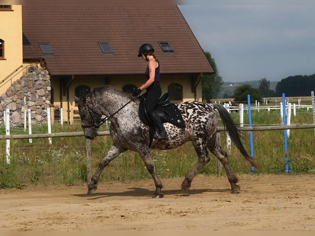 Polish Warmblood Gelding 8 years 15,3 hh in Santok