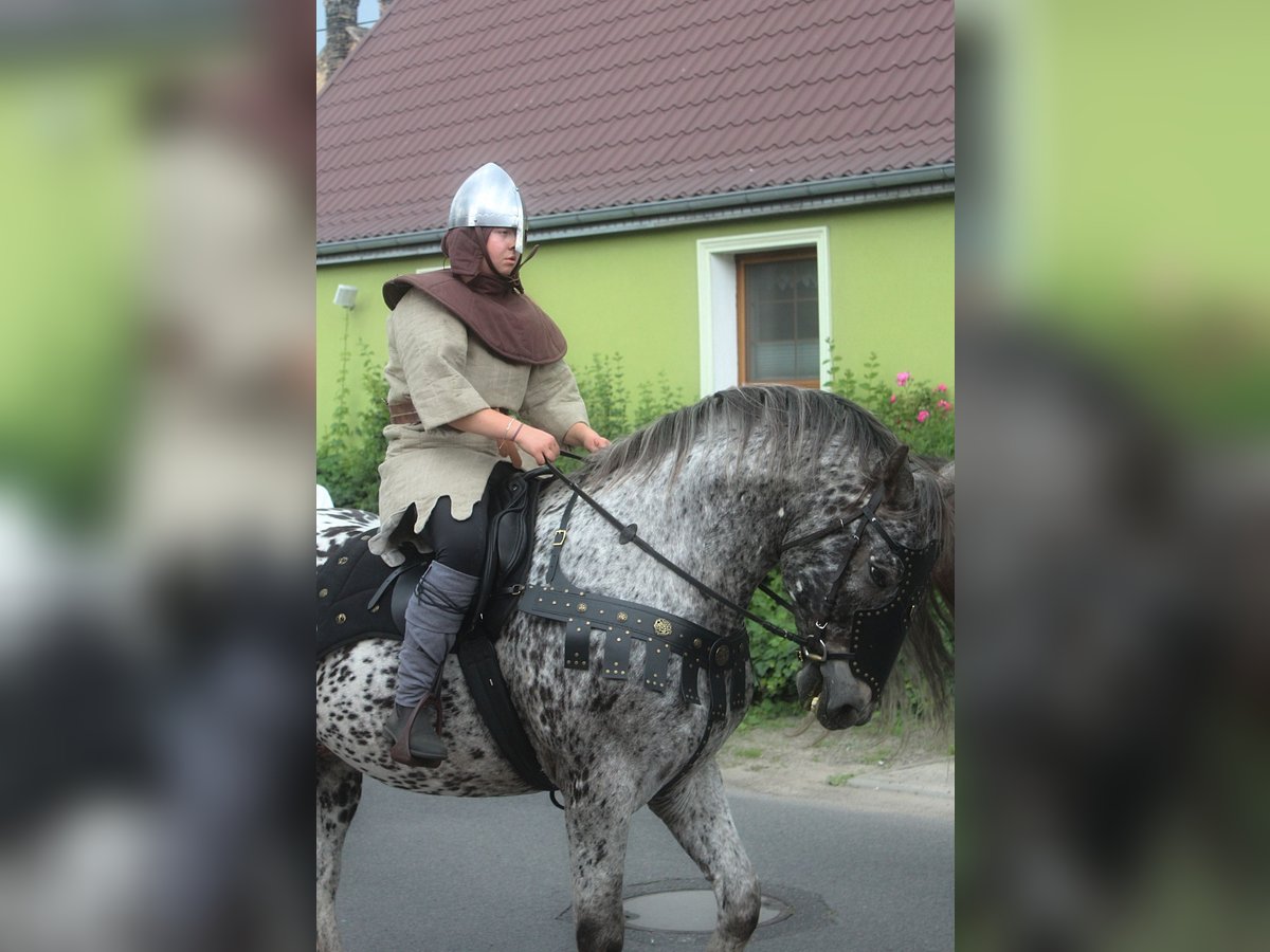 Polish Warmblood Gelding 8 years 15,3 hh Leopard-Piebald in Santok
