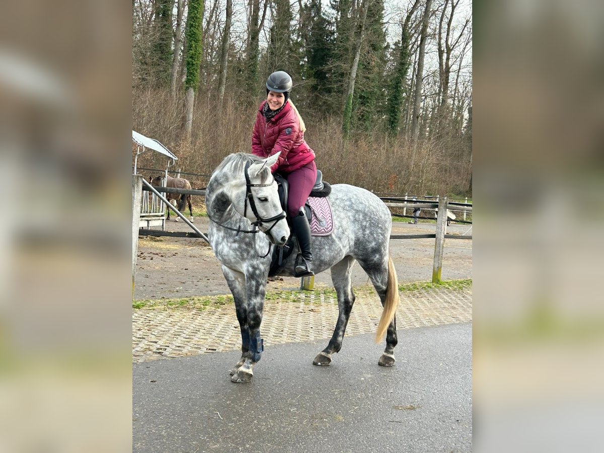 Polish Warmblood Gelding 9 years 16,2 hh Grey in Wolpertswende