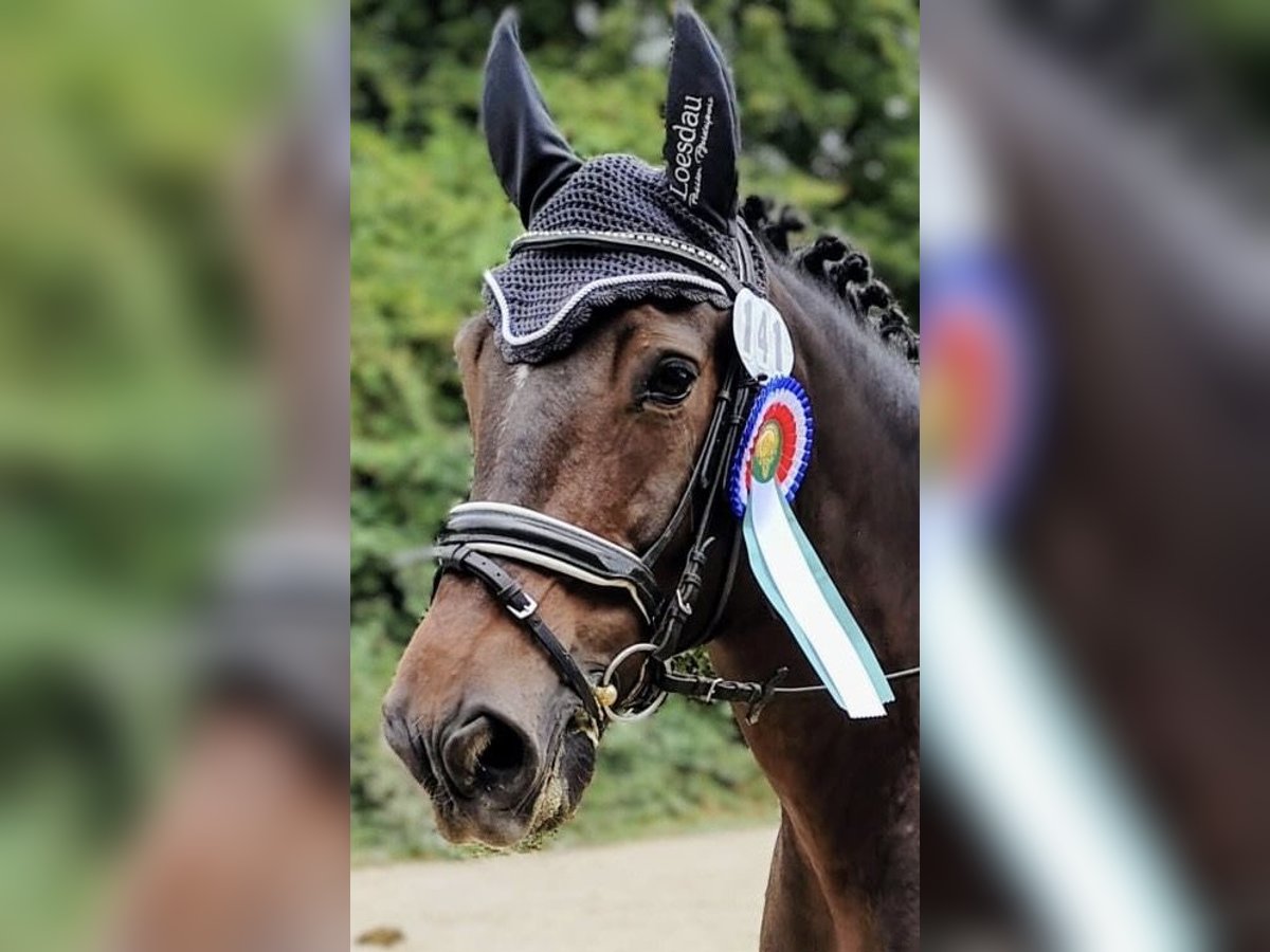 Polish Warmblood Gelding 9 years 16,3 hh Smoky-Black in Hameln