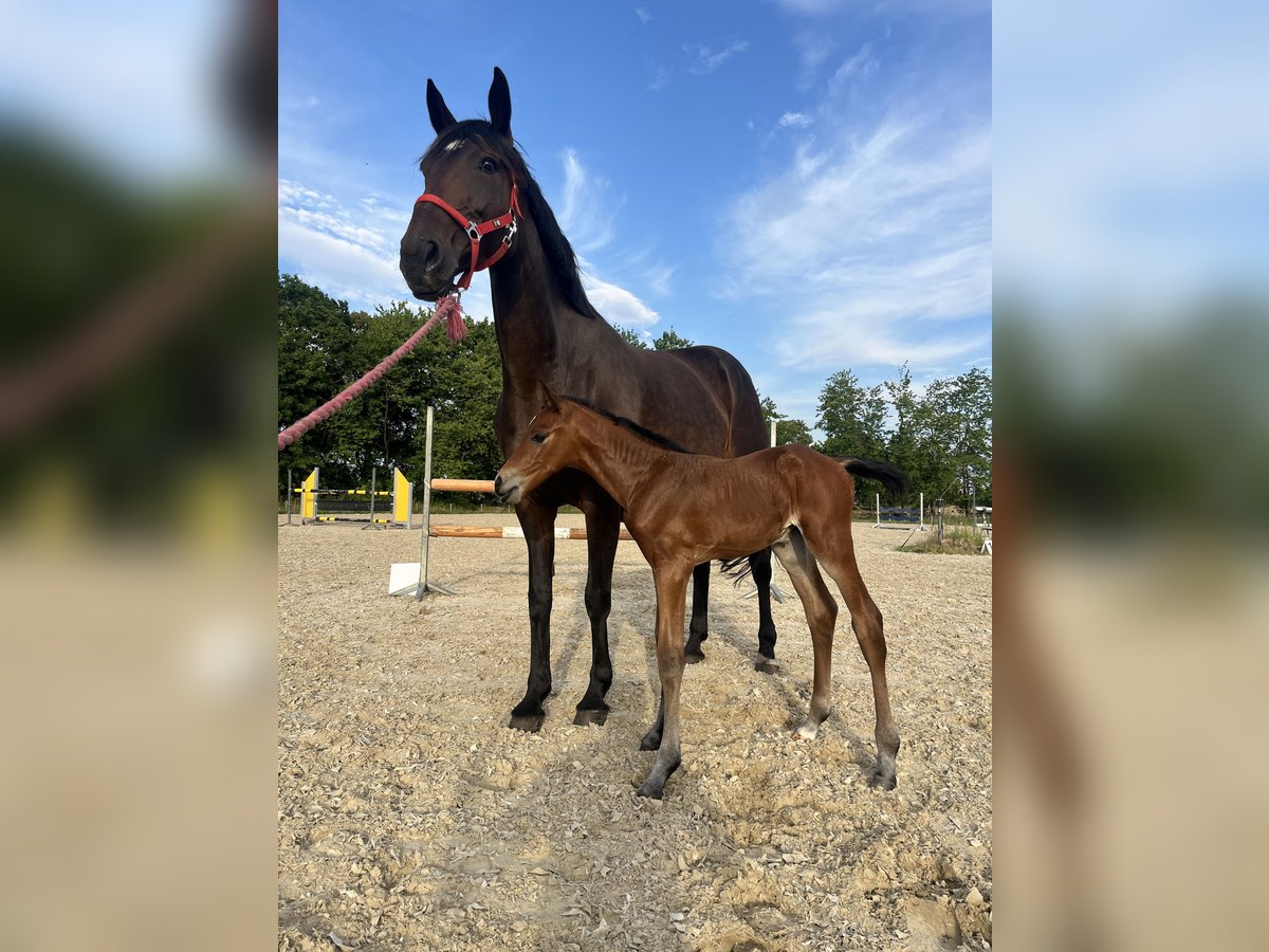 Polish Warmblood Mare 11 years 16,1 hh Bay-Dark in Papenhagen