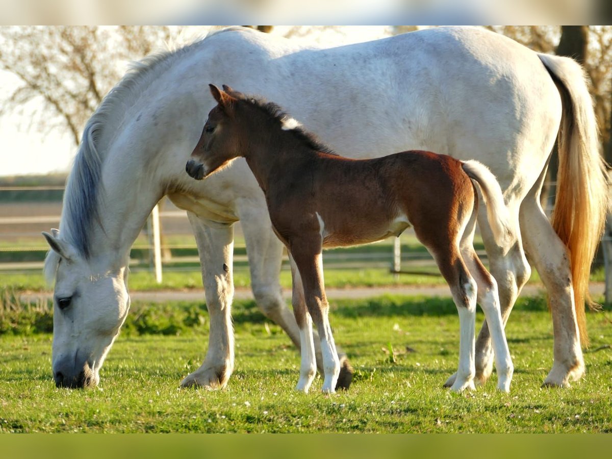 Polish Warmblood Mare 12 years 15,1 hh Gray in Güstrow Polish Warmblood Mare 12 years 15,1 hh Gray in Güstrow