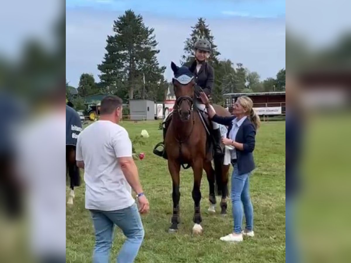Polish Warmblood Mare 12 years 16 hh Brown in Papenhagen