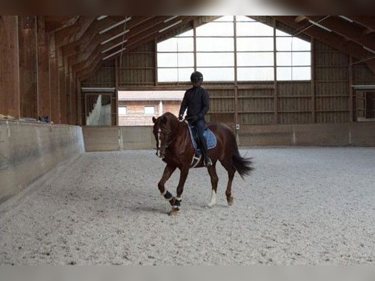 Polish Warmblood Mare 15 years 16 hh Chestnut-Red in Hohenbrunn