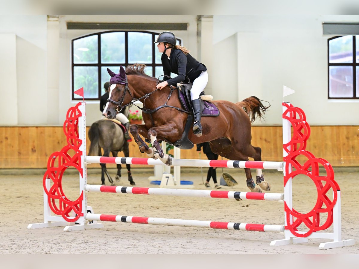 Polish Warmblood Mare 16 years 16 hh Chestnut-Red in Białystok