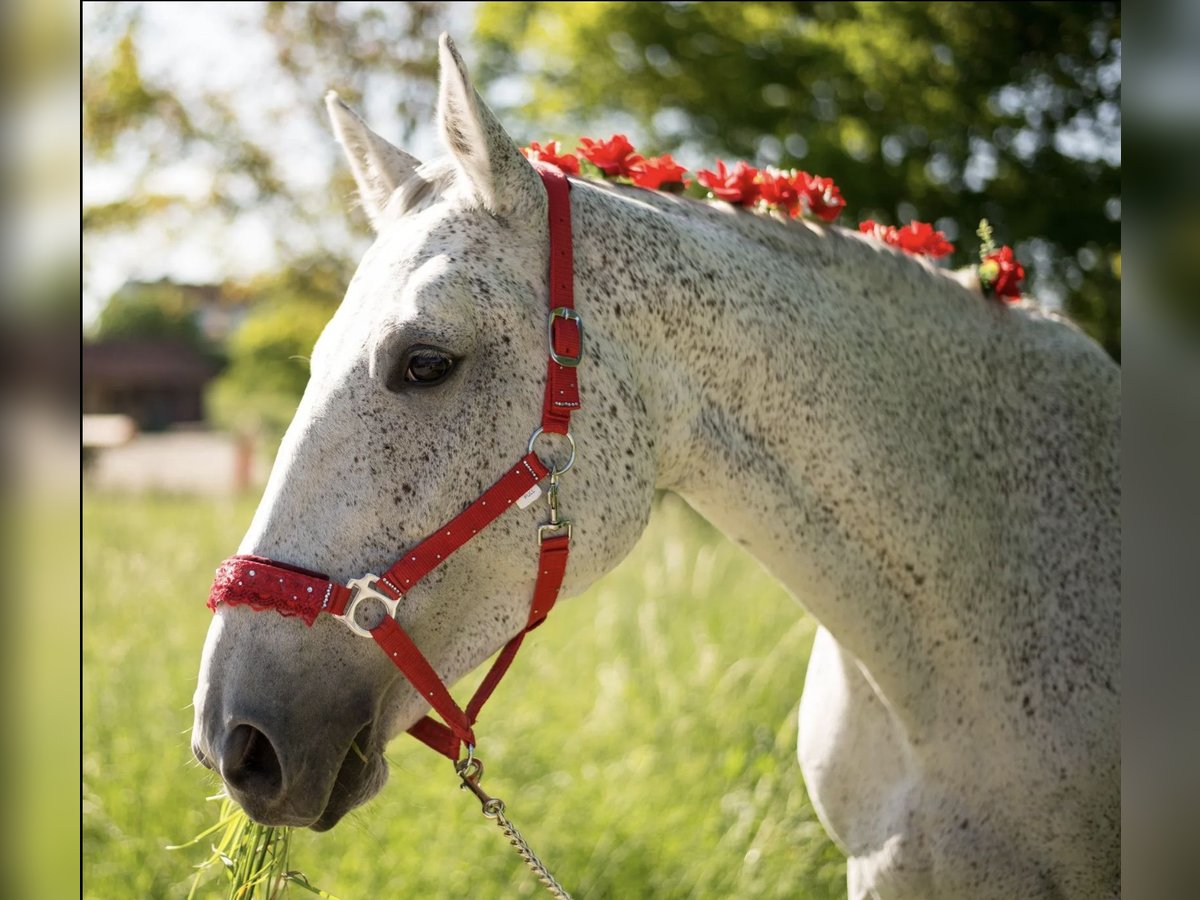 Polish Warmblood Mare 17 years 16,1 hh Grey-Fleabitten in Die&#xDF;en am Ammersee