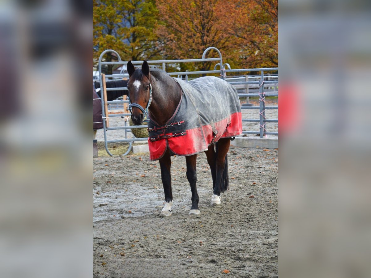 Polish Warmblood Mare 18 years 15,2 hh Brown in Reutte