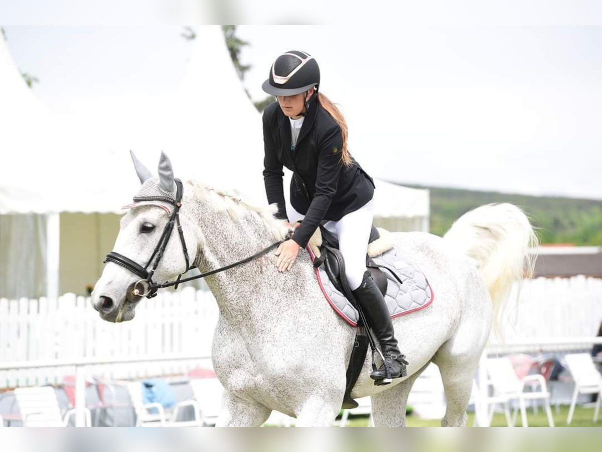 Polish Warmblood Mare 19 years 16,3 hh Gray in Lassee