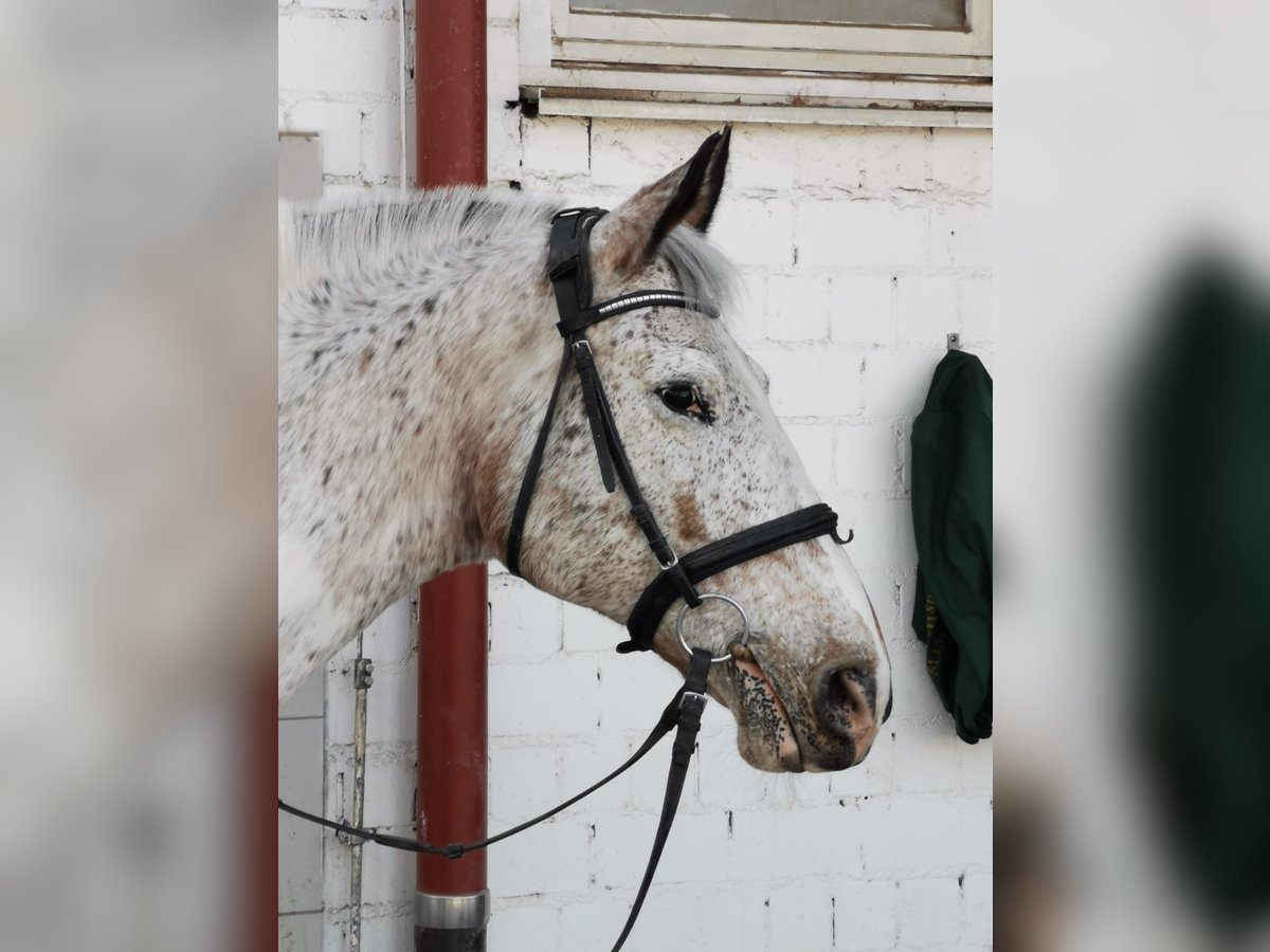 Polish Warmblood Mix Mare 21 years 16 hh Pinto in Würzburg