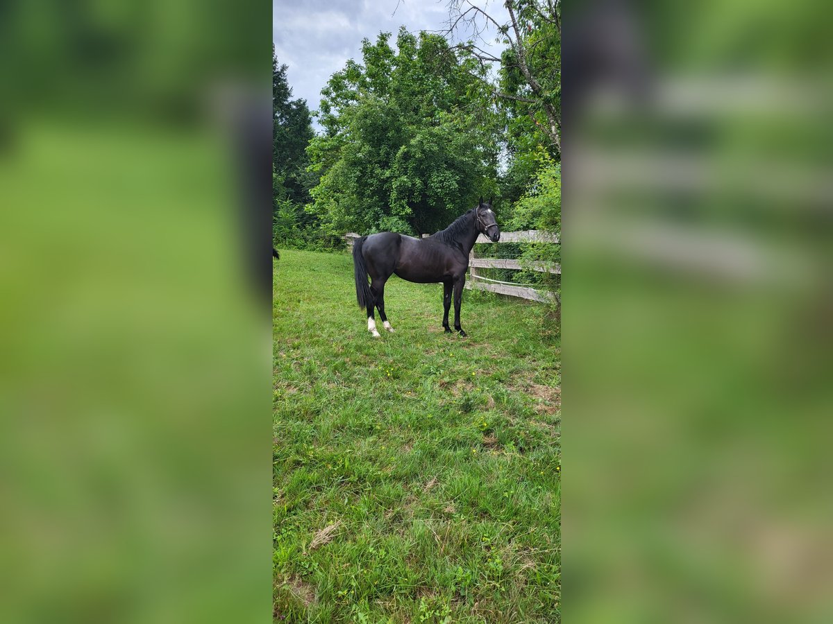 Polish Warmblood Mare 2 years 16 hh Black in Tiefenbach