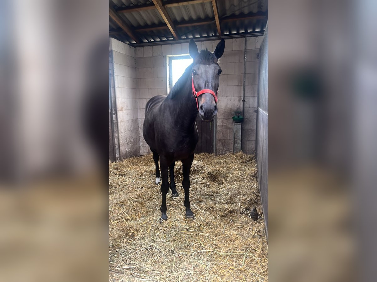 Polish Warmblood Mare 3 years 16 hh Bay-Dark in Papenhagen