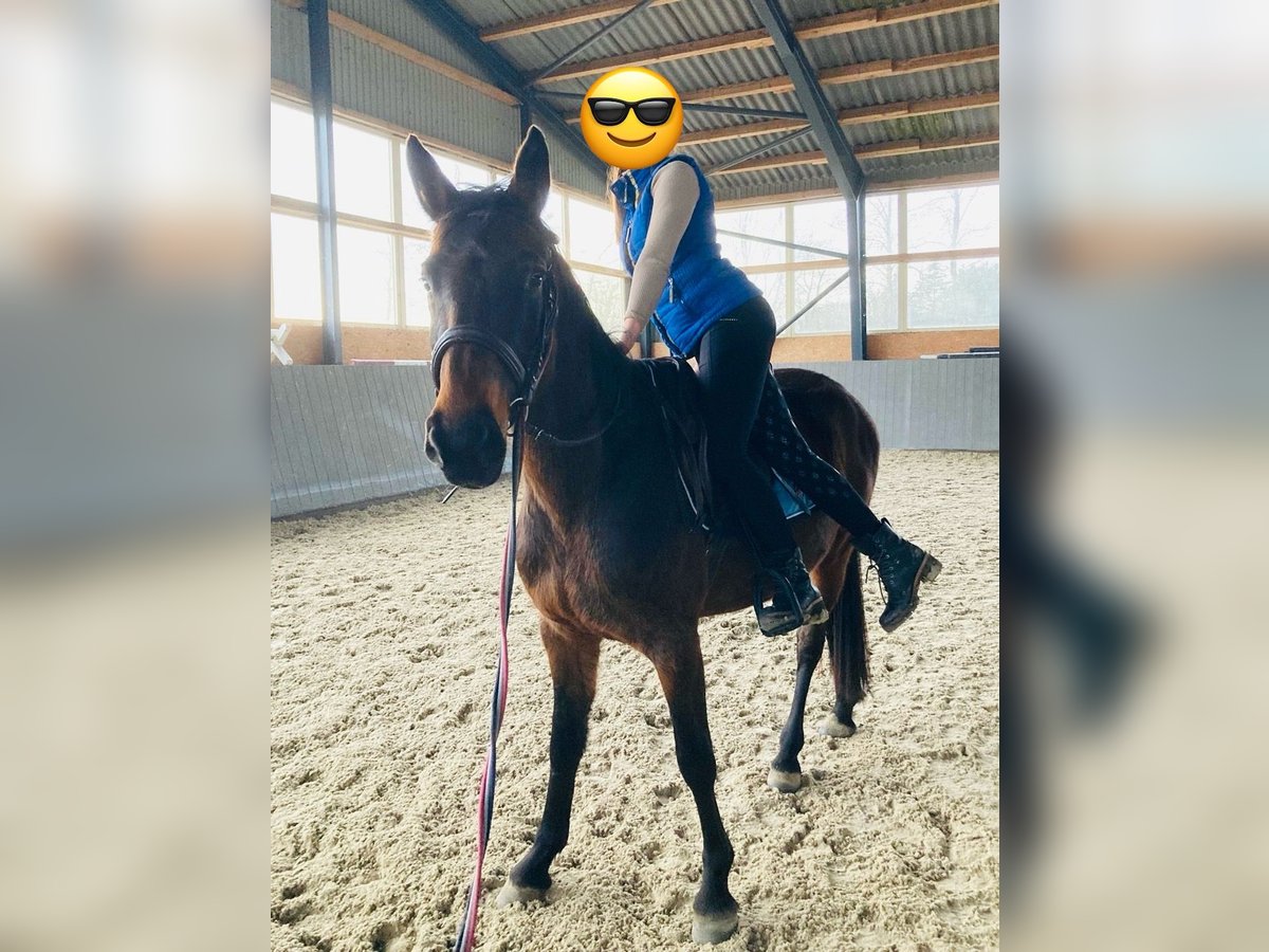 Polish Warmblood Mare 4 years 16,1 hh Bay-Dark in Papenhagen