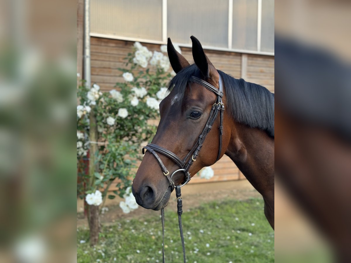 Polish Warmblood Mare 4 years 16,1 hh Brown in Frankfurt am Main