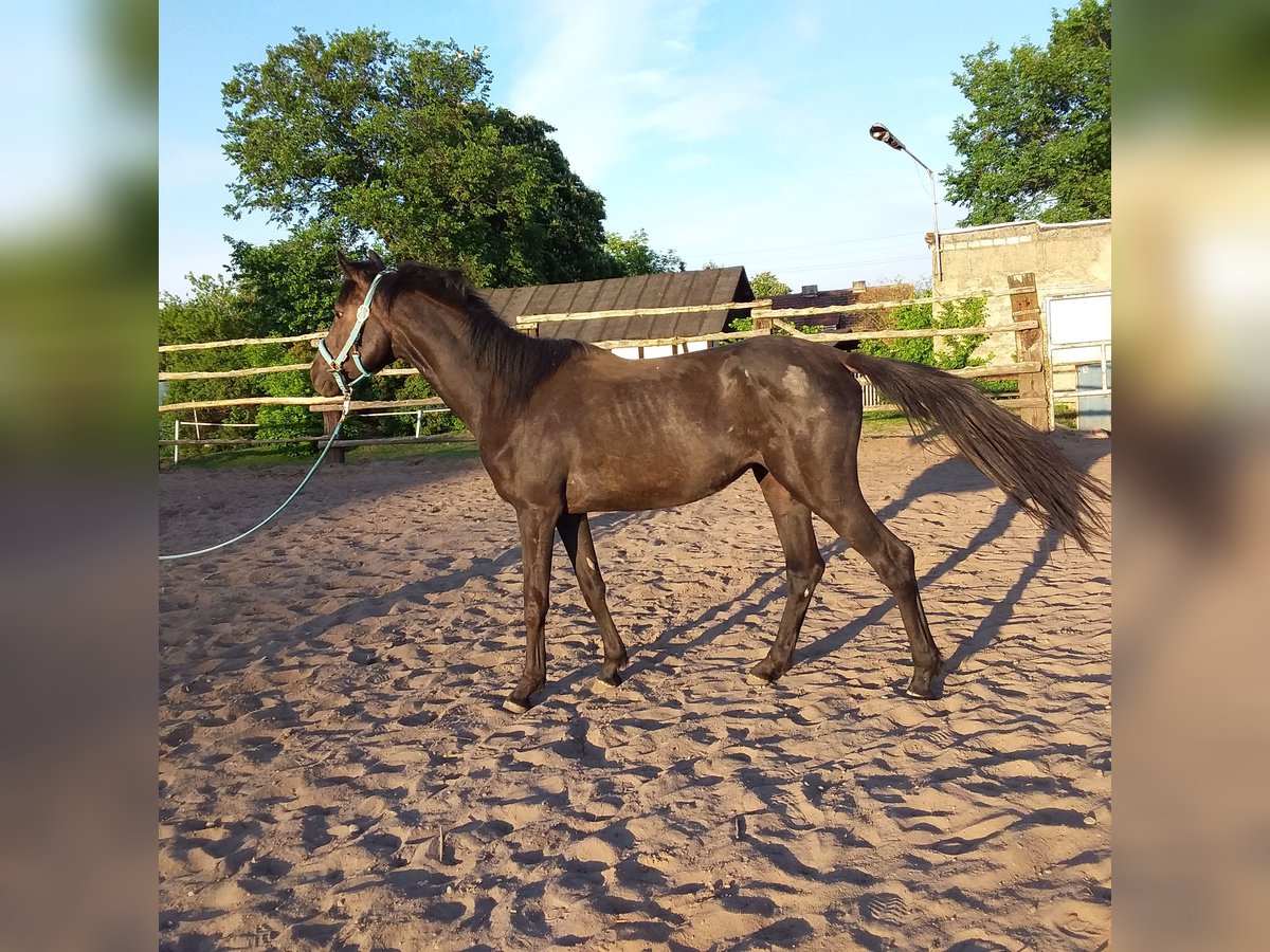 Polish Warmblood Mare 4 years 16,2 hh in Poznań