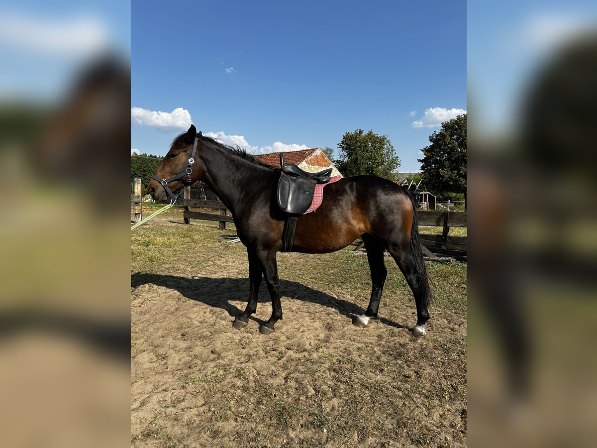 Polish Warmblood Mix Mare 4 years 16 hh Bay-Dark in Orzysz