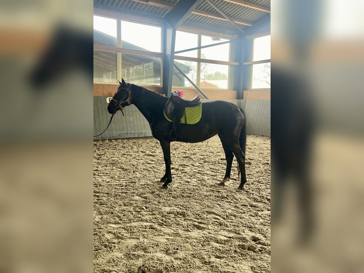 Polish Warmblood Mare 4 years 16 hh Bay-Dark in Papenhagen