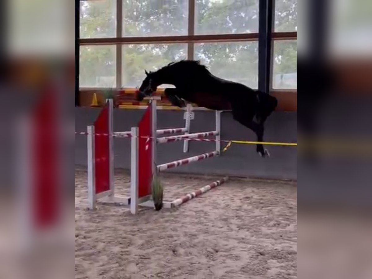 Polish Warmblood Mare 4 years 16 hh Bay-Dark in Papenhagen