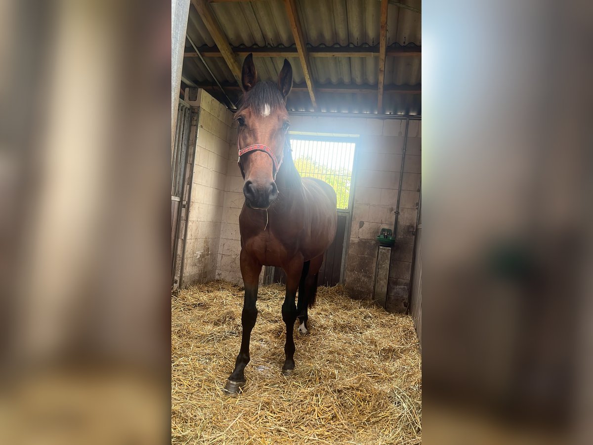 Polish Warmblood Mare 4 years 16 hh Brown in Papenhagen