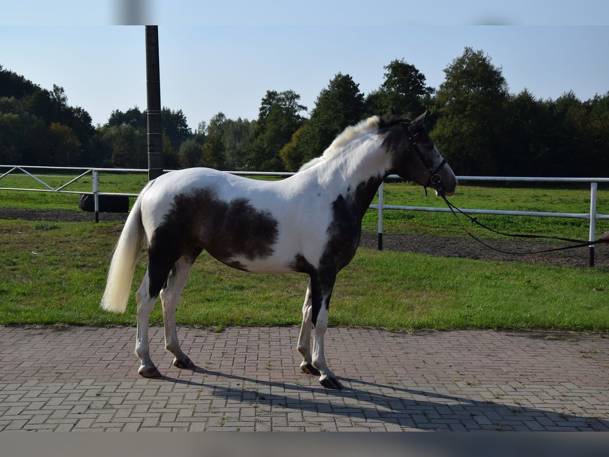 Polish Warmblood Mare 4 years 16 hh Pinto in Chelmno