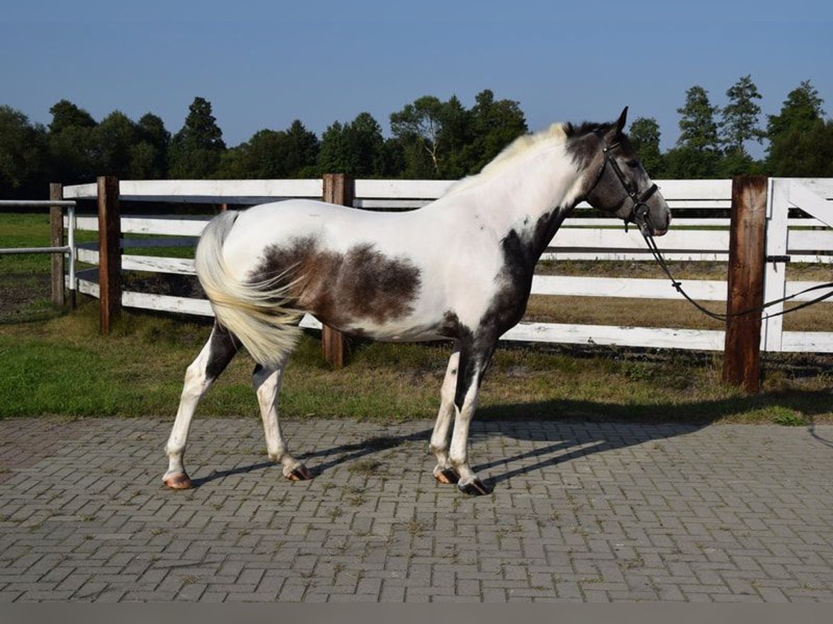 Polish Warmblood Mare 4 years 16 hh Pinto in Chełmno