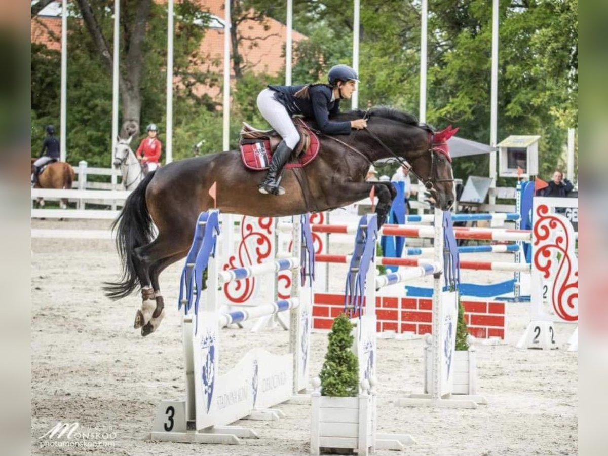 Polish Warmblood Mare 4 years 16,1 hh Bay-Dark in Papenhagen