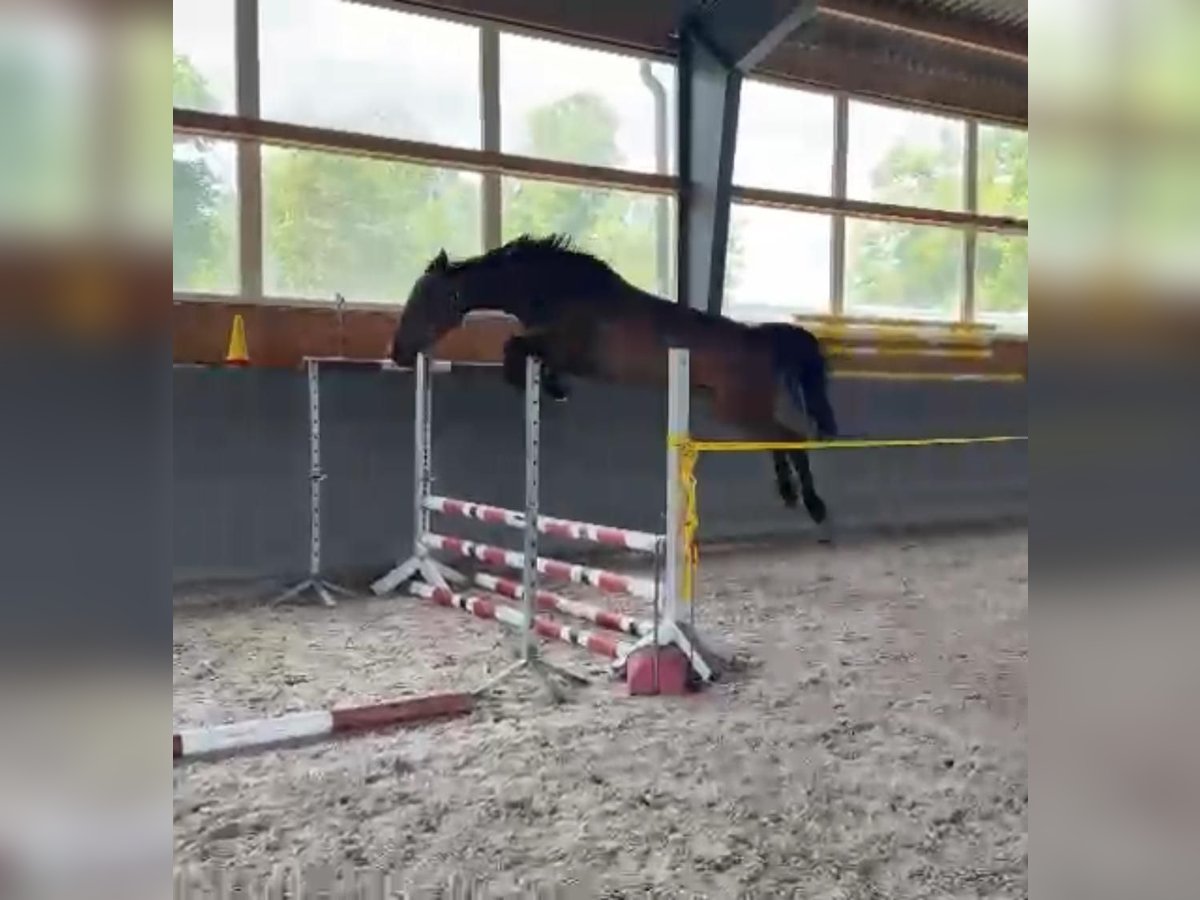 Polish Warmblood Mare 4 years 16,1 hh Bay-Dark in Papenhagen