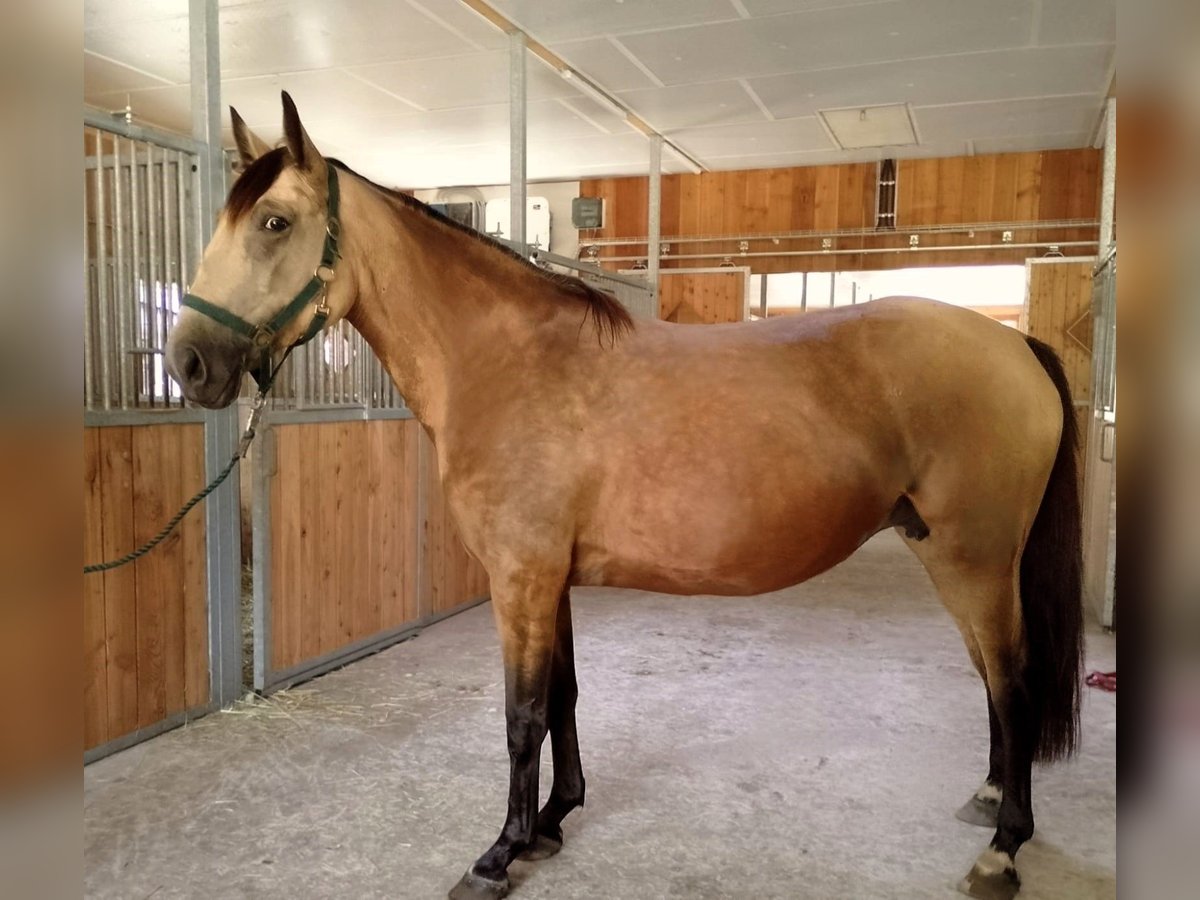 Polish Warmblood Mare 5 years 15,2 hh Dun in Eggermühlen