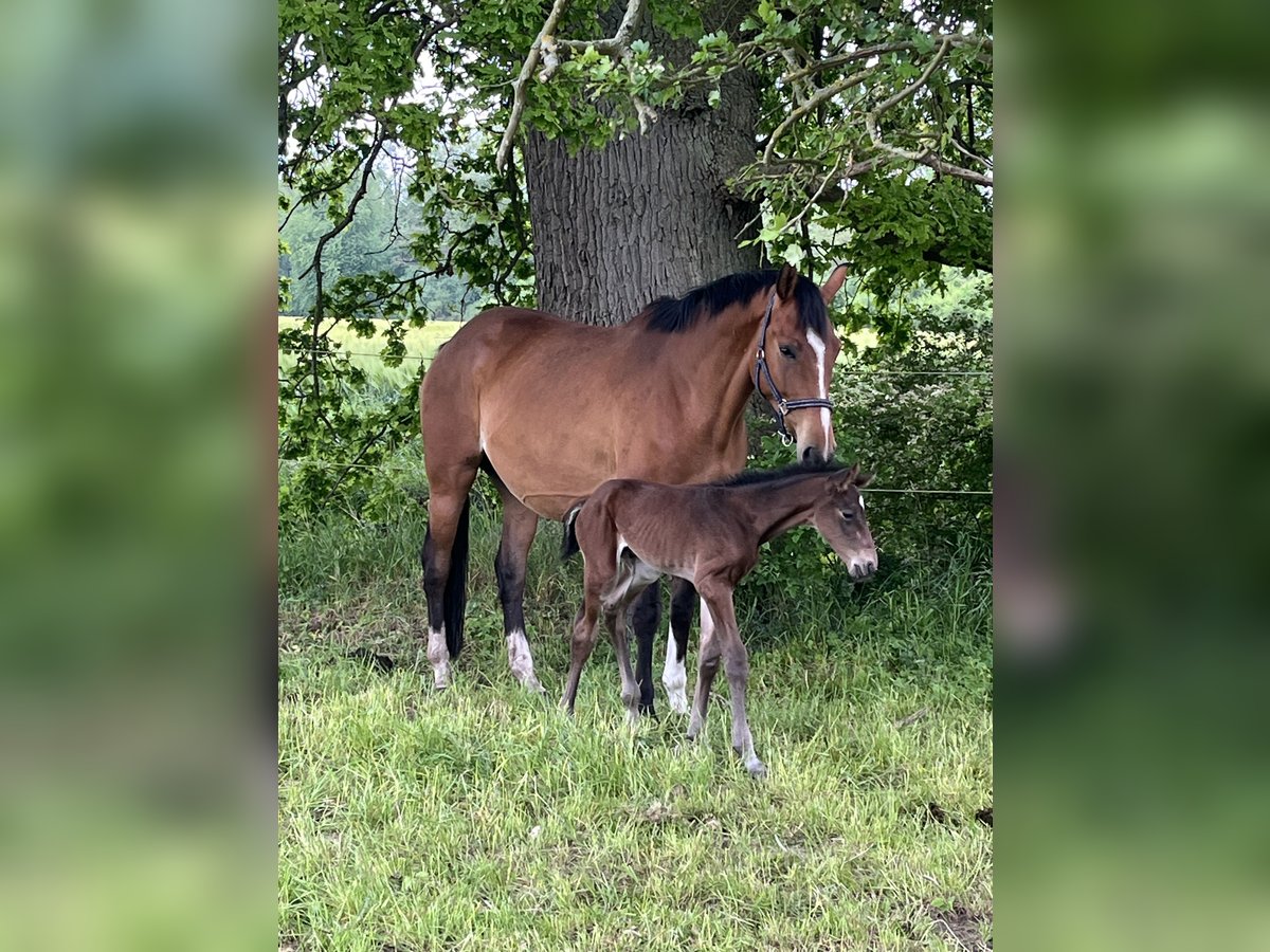 Polish Warmblood Mare 5 years 16 hh Brown in Papenhagen