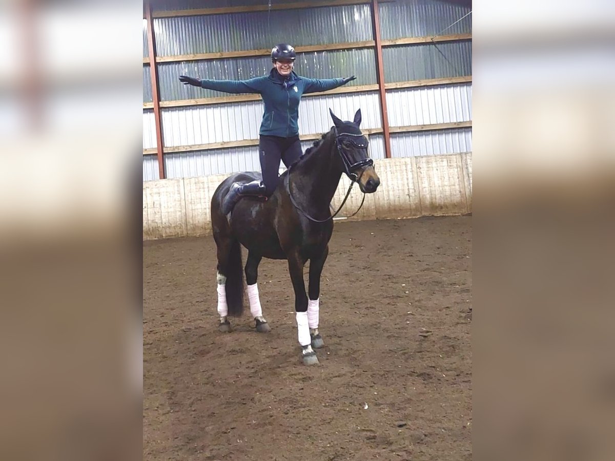 Polish Warmblood Mare 6 years 15,2 hh Bay-Dark in Kirchlinteln