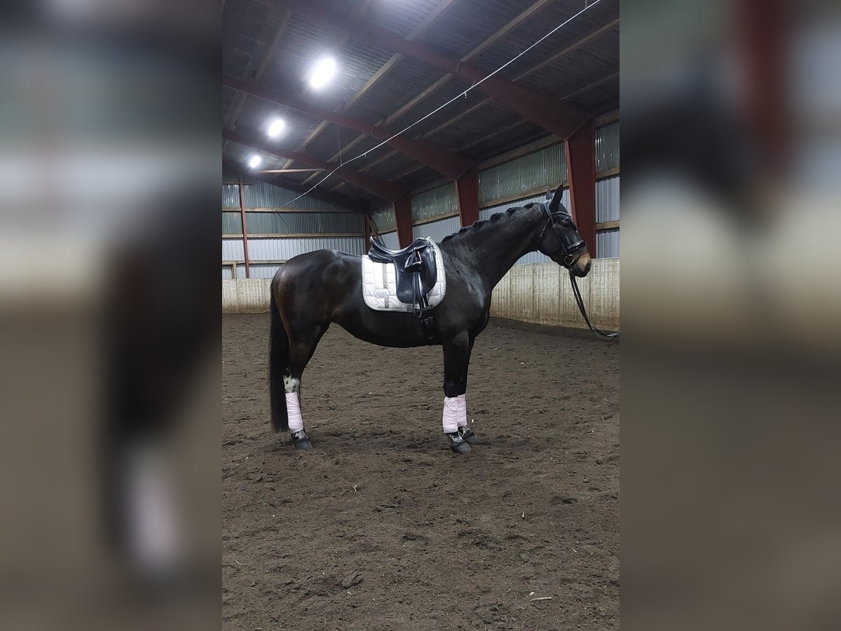 Polish Warmblood Mare 6 years 15,2 hh Bay-Dark in Kirchlinteln