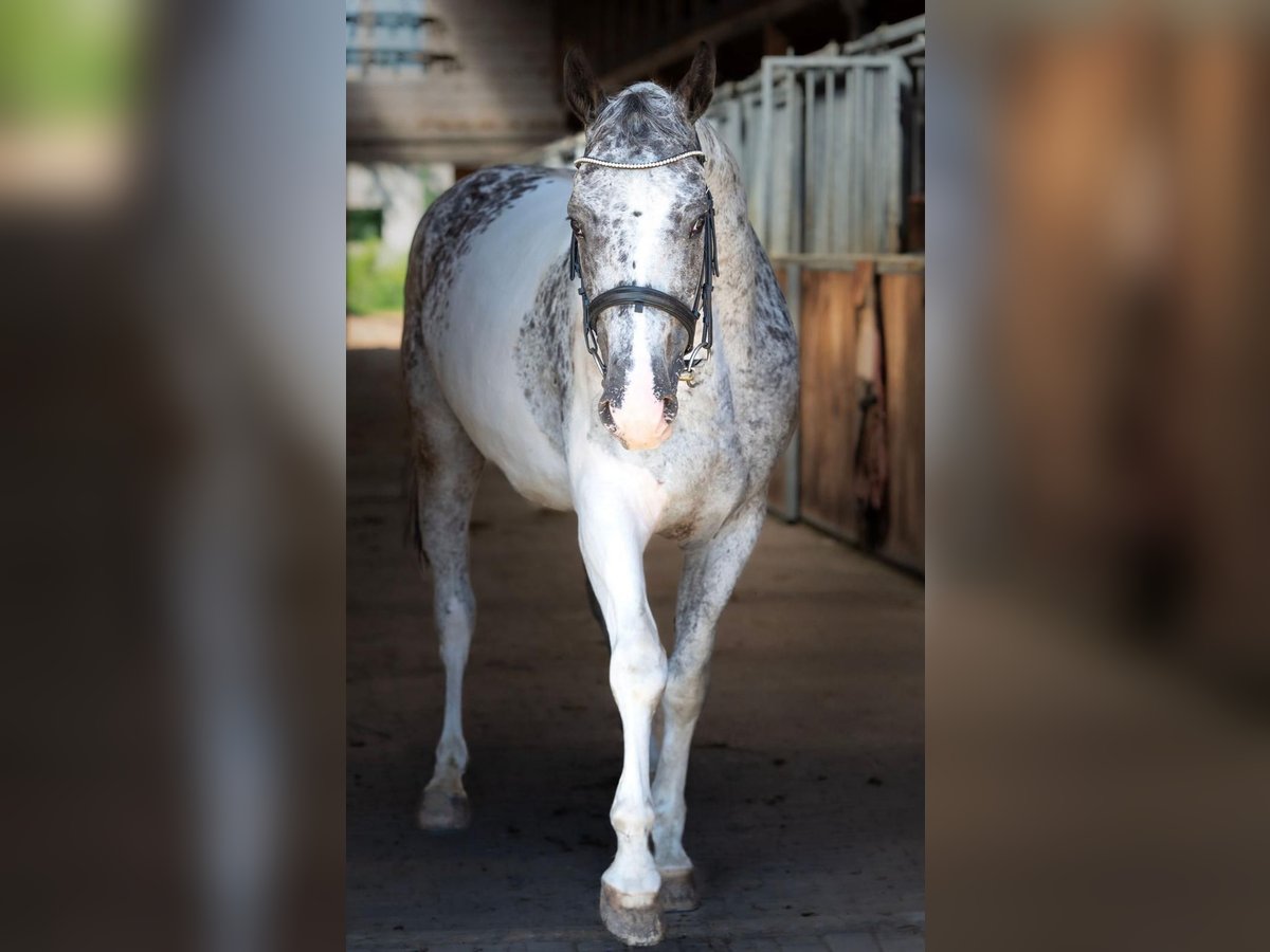 Polish Warmblood Mare 6 years 15,2 hh in vilnius