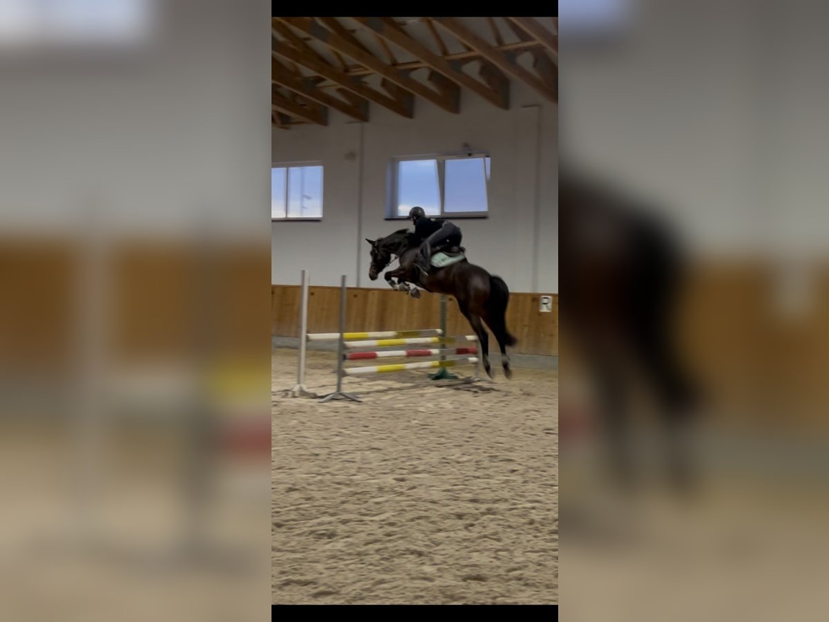 Polish Warmblood Mix Mare 6 years 16,1 hh Bay-Dark in Choroszcz