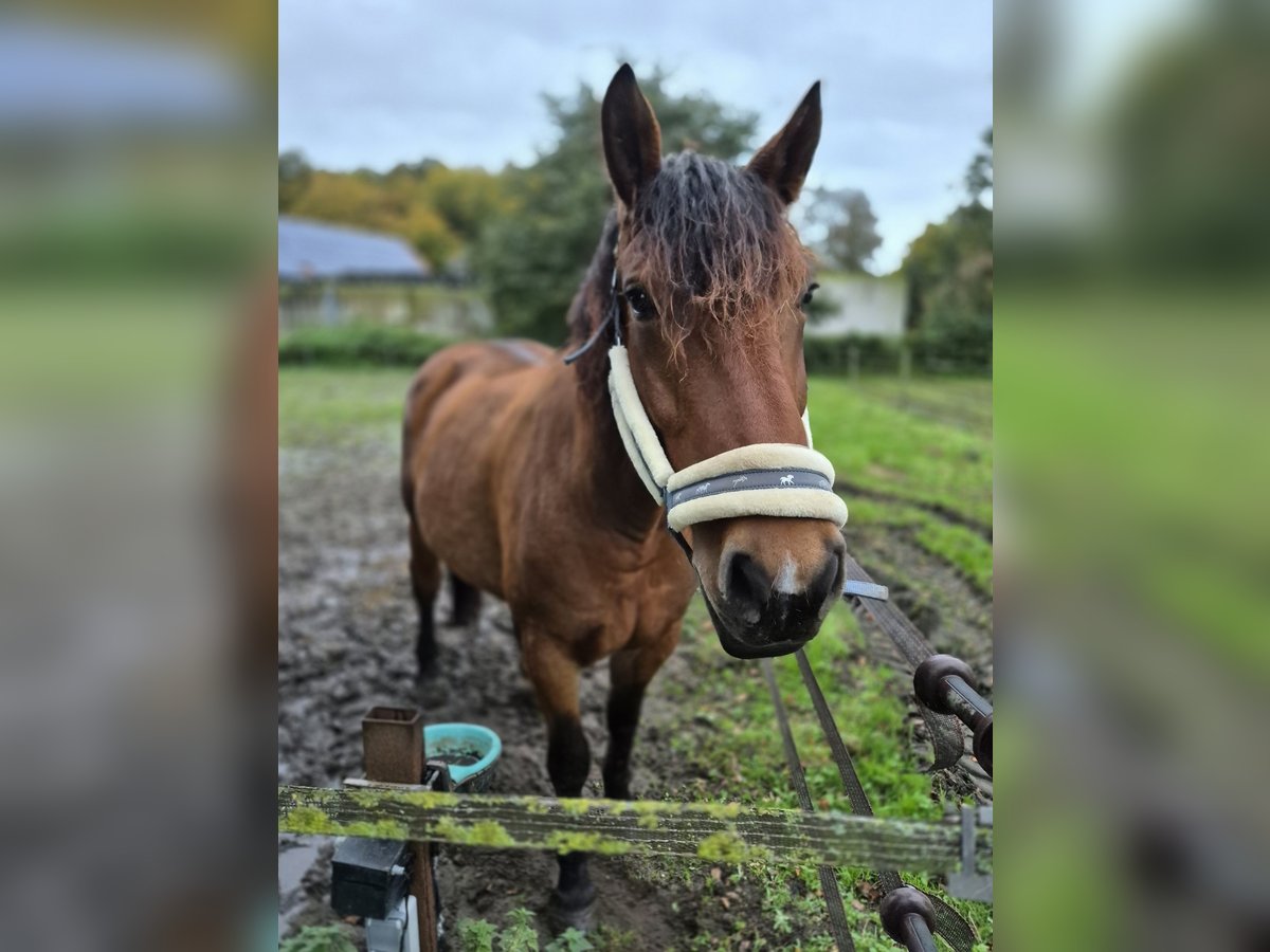 Polish Warmblood Mare 7 years 16,2 hh Brown in M&#xFC;lheim an der Ruhr