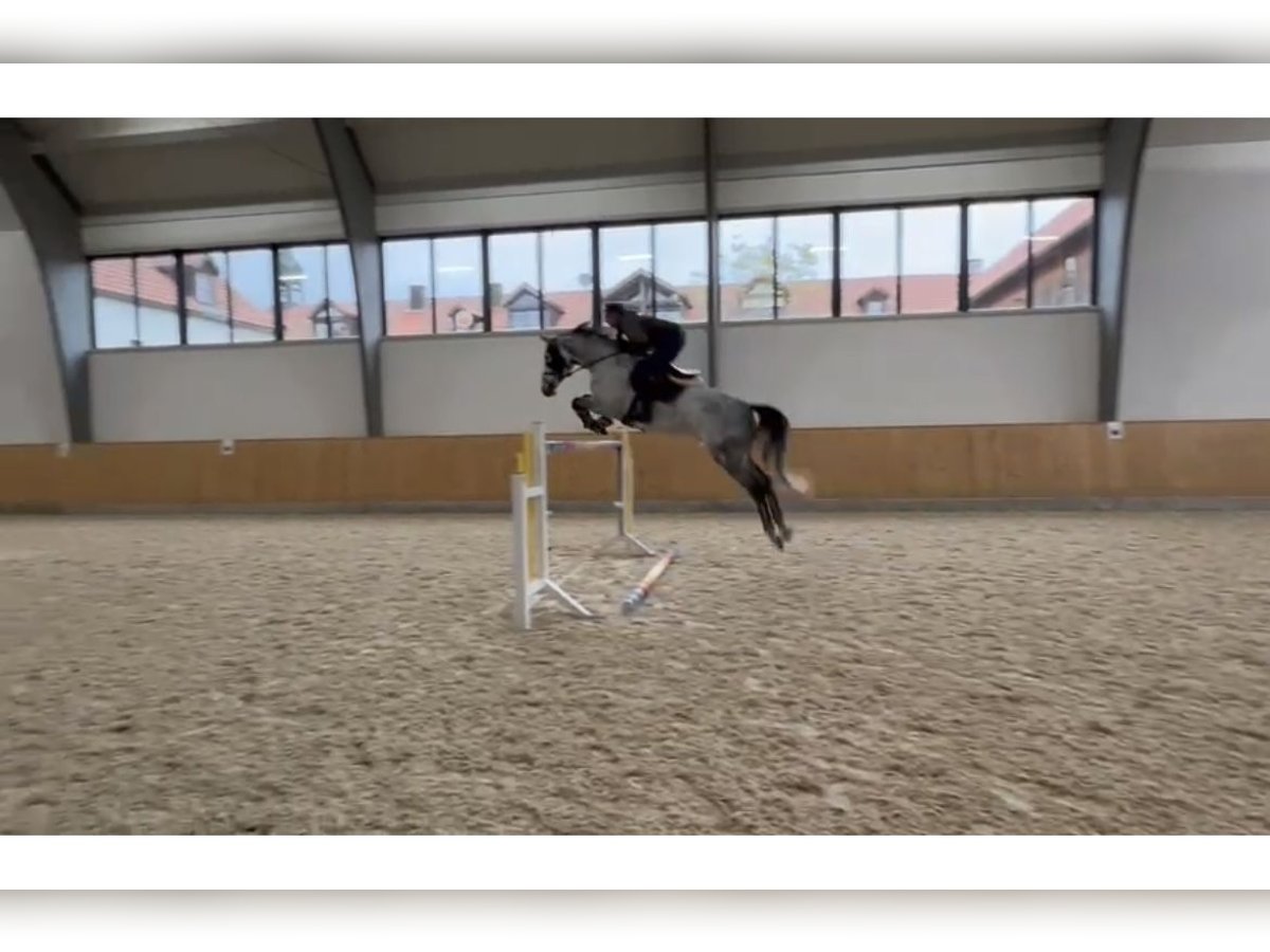 Polish Warmblood Mare 8 years 16,1 hh Gray in Tirschenreuth